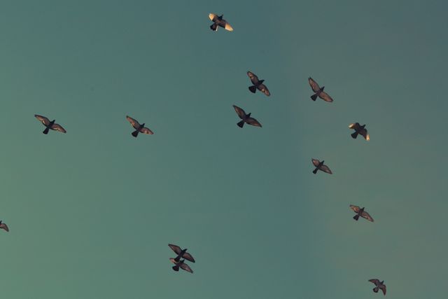 Group of birds mid-flight against a twilight sky. Ideal for themes of freedom, nature, and peaceful moments. Suitable for use in environmental projects, websites and blogs about wildlife, or as a serene backdrop in presentations and educational materials.