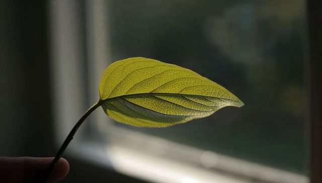 Backlit green leaf showing intricate vein network held by hand in soft window light
