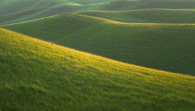Sunlit Rolling Green Hills with Golden Ridge Lines and Curving Pasture Tracks at Dawn