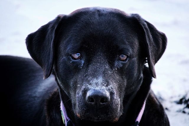 Perfect for use in pet care promotions, animal-friendly campaigns, or nature-themed advertising. Capturing the loyal gaze of a black dog with a sandy nose, this image conveys themes of companionship, exploration, and outdoor adventures.