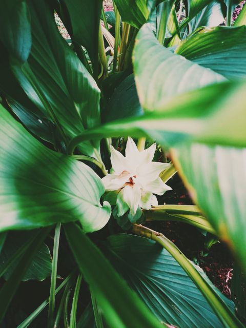 Perfect for nature-focused publications, gardening blogs, or botanical posters. Highlights the beauty of tropical plants and their lush greenery. Ideal for use in environments that aim to evoke a sense of natural tranquility and lushness.