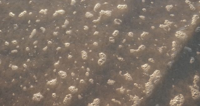 Top View of Sea Foam on Sandy Beach Surface - Download Free Stock Images Pikwizard.com