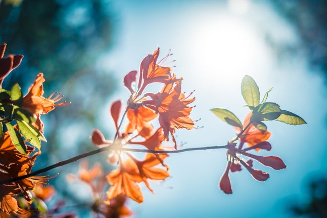 Vibrant close-up of orange flowers with sunlight streaming through, set against a clear blue sky. Ideal for nature-themed designs, spring promotion materials, and backgrounds for gardening blogs. Captures the essence of bright and cheerful outdoor environments.
