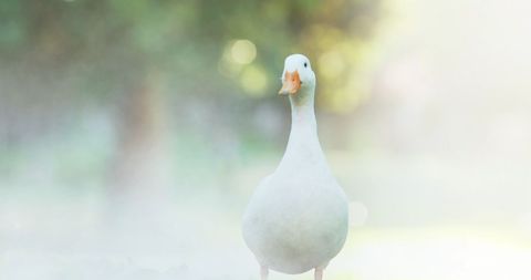 Solitary Goose in Misty Landscape with Sunlight - Download Free Stock Images Pikwizard.com