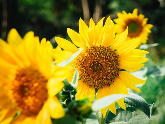 A close-up view of bright yellow sunflowers blooming in a sunny garden. The sunflowers are in full bloom, surrounded by green leaves. Perfect for use in nature-themed projects, gardening-related content, or any design requiring vibrant, cheerful floral imagery.