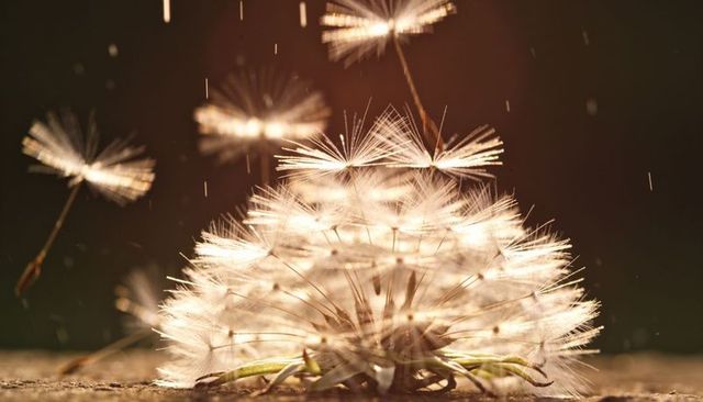Glowing dandelion seed head with drifting seeds backlit by warm golden light macro bokeh