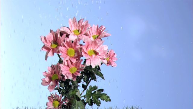 Pink daisies getting rained upon in slow motion outdoors. Perfect for use in nature-related projects, floriculture, gardening guides, or content focusing on weather-related themes. Highlight the freshness and beauty of flowers in natural elements.