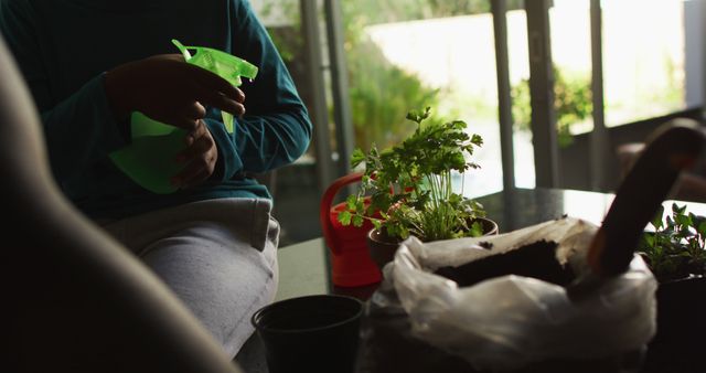 Person Watering Plants Indoors Next to Potted Herbs - Download Free Stock Images Pikwizard.com