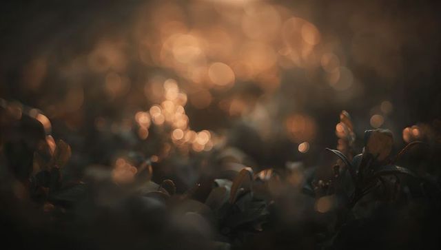 Glowing groundcover catching golden-hour backlight with dew-kissed leaves and warm bokeh