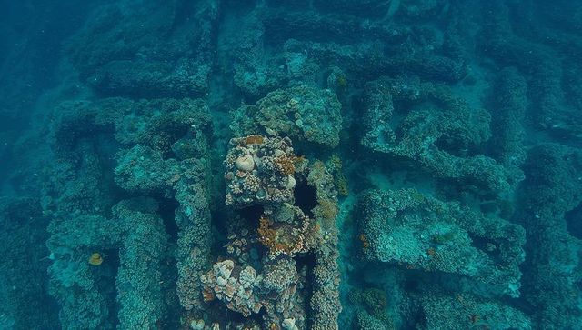 Revealing coral-encrusted shipwreck framework underwater reef growth and marine habitat