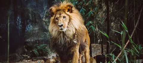 Regal African Lion Standing Among Bamboo and Rocks, Majestic Mane Portrait