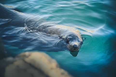 Curious sea lion gliding in turquoise water near rocky pier, calm coastal wildlife portrait