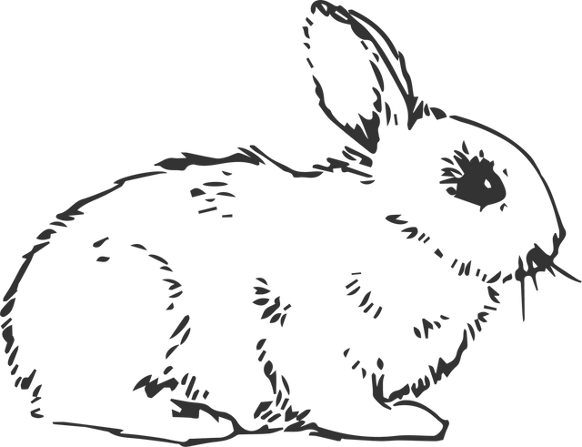 Hand-Drawn Black Rabbit Illustration on Transparent Background - Download Free Stock Videos Pikwizard.com