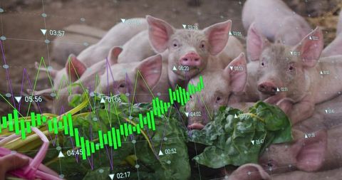 Piglet herd feeding on leafy greens with agricultural data overlay for smart farming