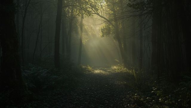 Mystical Sunlit Forest Path with Enchanting Shadows