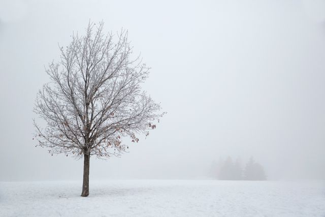 Tree standing alone in foggy winter landscape with snow-covered ground, signifying solitude and serenity. Useful for themes of loneliness, tranquility, winter, or minimalist backgrounds in articles, calendars, or social media posts.
