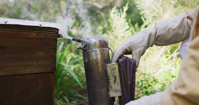 Beekeeper using smoke device to calm bees before hive inspection in lush garden setting. Perfect for use in articles about beekeeping, apiary management, pollination, and sustainable agriculture.
