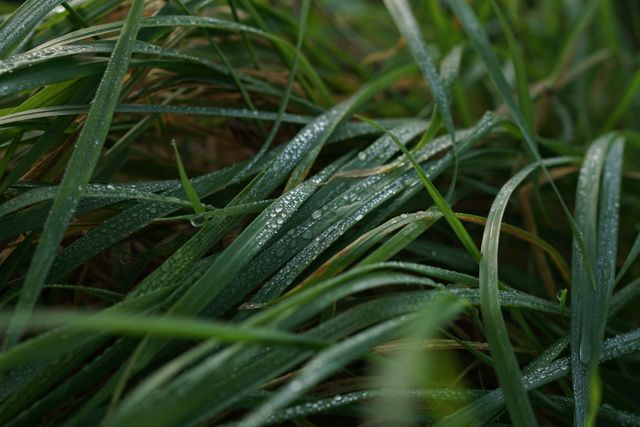 Morning Dew on Green Grass Blades in Springtime - Download Free Stock Photos Pikwizard.com