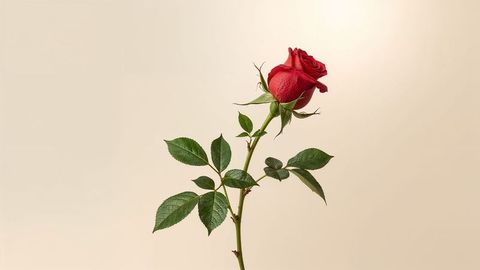 Elegant red rose stem against neutral backdrop