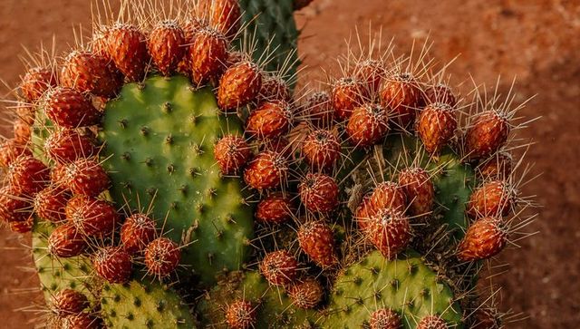 Prickly pear cactus pads with reddish-orange buds and pale spines macro closeup