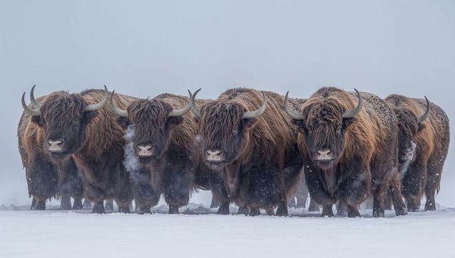 Highland cattle herd standing on snowy plain exhaling steam showing shaggy winter coats and curved h
