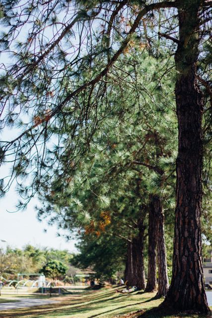Image shows a row of tall pine trees in a lush green park on a sunny day. This can be used for promoting outdoor activities, nature reserves, parks, and environmental awareness campaigns or for adding a sense of tranquility and natural beauty to websites, magazines, and promotional materials.