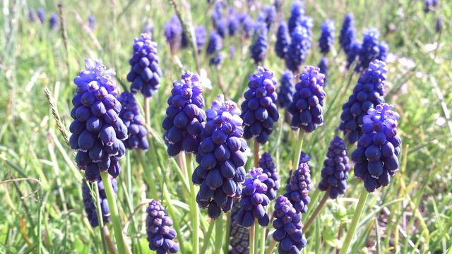 Purple grape hyacinths blooming densely in a green spring meadow. The vibrant colors and close-up perspective emphasize the beauty and details of these small yet striking flowers. Perfect for promoting gardening events, nature conservation, botanical prints, and seasonal blog content.