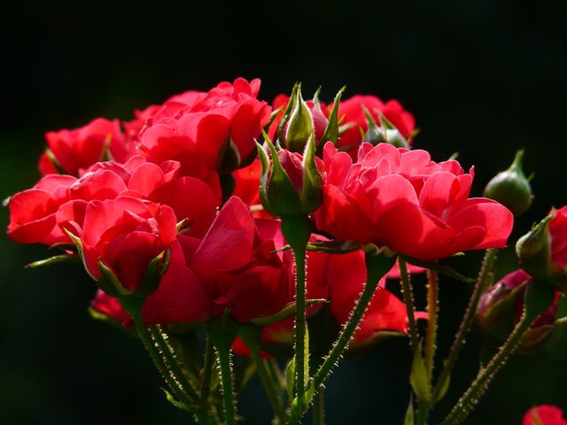 Bright red roses are seen blooming with several unopened buds. There is a dramatic contrast between the vibrant flowers and the dark background, which strengthens the brilliance of the roses. This image is ideal for florists, garden enthusiasts, and anyone looking to add a touch of natural beauty to their projects. Suitable for websites, brochures, greeting cards, and social media.