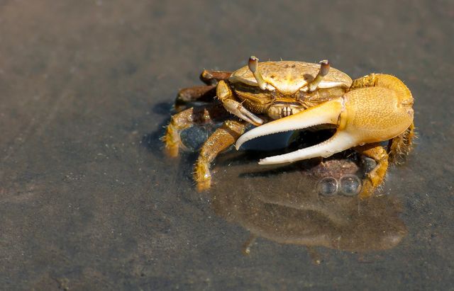 Wildlife enthusiasts and educational platforms can use this image to highlight the natural habitat and characteristics of the fiddler crab. It is also suitable for articles and blogs on coastal ecosystems and marine life.
