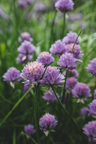 Close-up Vibrant Purple Chive Blossoms Blooming in Herb Garden with Soft Green Bokeh