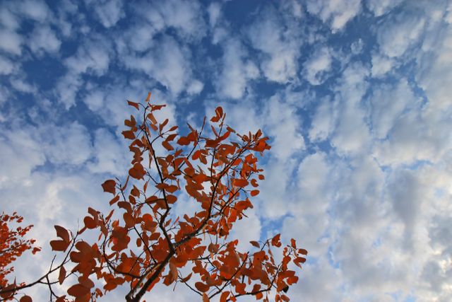 Vibrant autumn leaves on branches contrast with the blue sky and scattered white clouds. This can emphasize the beauty of autumn and seasonal changes. Use in nature-related articles, seasonal promotions, weather report backgrounds, or environmental awareness campaigns.