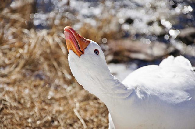 White goose with orange beak feeding near a river on a sunny day. Useful for ecological themes, wildlife illustrations, nature-themed blogs, birdwatching web pages, educational materials, and outdoor lifestyle projects.