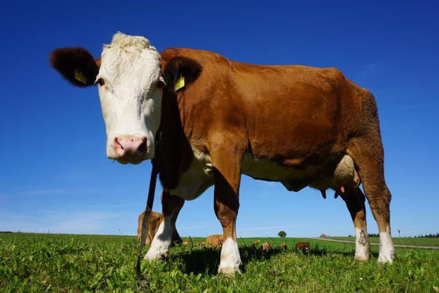 View of a cow in a farm against blue sky. farming  and livestock concept