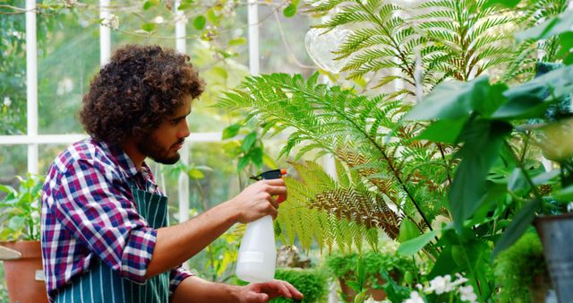 Young man with curly hair wearing plaid shirt and apron carefully tending to plants in a well-lit greenhouse. Spraying plants with water while surrounded by lush green foliage. Perfect for articles on gardening techniques, indoor plant care tips, greenhouse maintenance, and horticulture studies.
