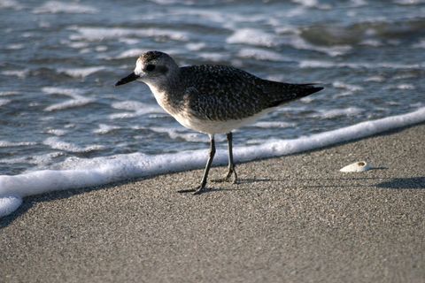 Solitary Sandpiper Venturing Along Tranquil Shoreline