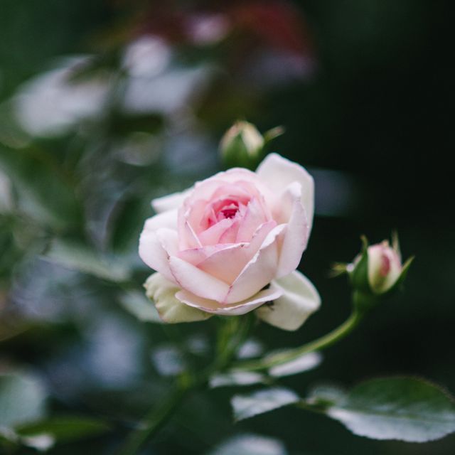 Image showcasing blooming pink rose with surrounding buds and greenery. Ideal for use in gardening blogs, floral event promotions, nature photography galleries, and flower care articles.