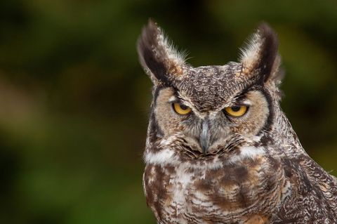 Majestic great horned owl with intense gaze in natural habitat