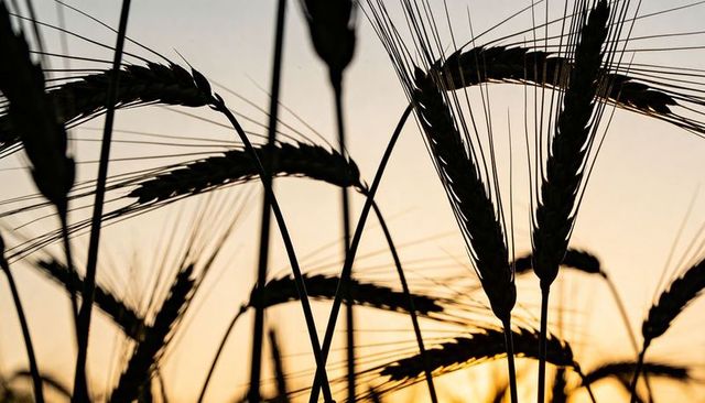 Backlit cereal stalk silhouettes framing ears and awns against warm sunset glow