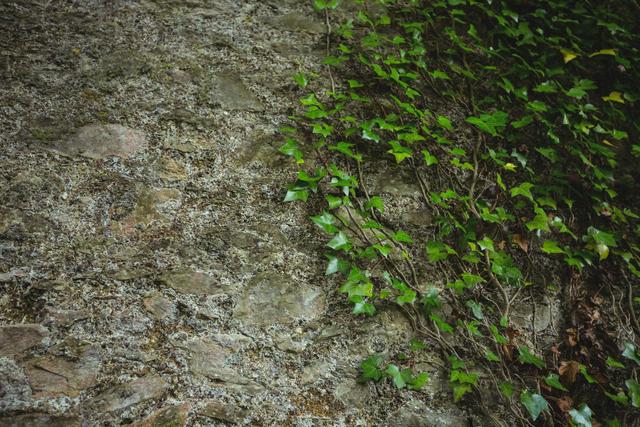 Stone wall with green leaves, background