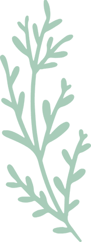 Minimalist Botanical Sprig on Transparent Background