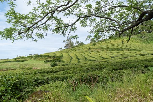 Lush Green Tea Plantation Hills with Branches Overhead on Cloudy Day - Download Free Stock Photos Pikwizard.com