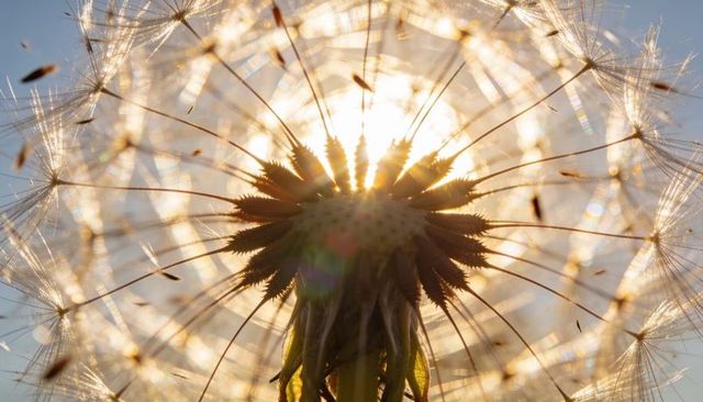 Backlit glowing dandelion seed head macro showing radiating parachute seeds and lens flare