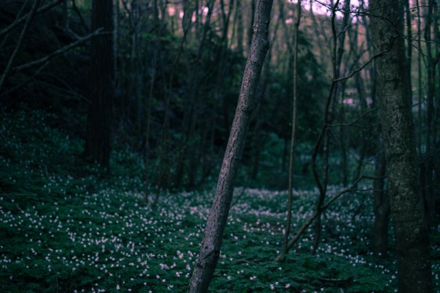 Serene Forest with Carpet of White Wildflowers at Dusk - Download Free Stock Photos Pikwizard.com