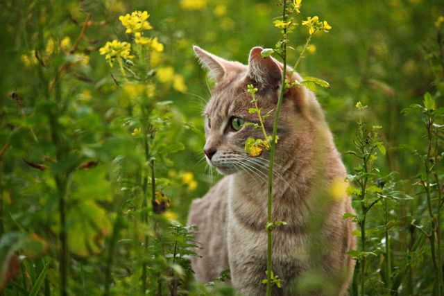 Cat curiously exploring a vibrant wildflower meadow on a summer day. Ideal for nature, wildlife, pet care, and seasonal themes. Suitable for blogs, websites, advertisements targeting pet owners and nature enthusiasts.