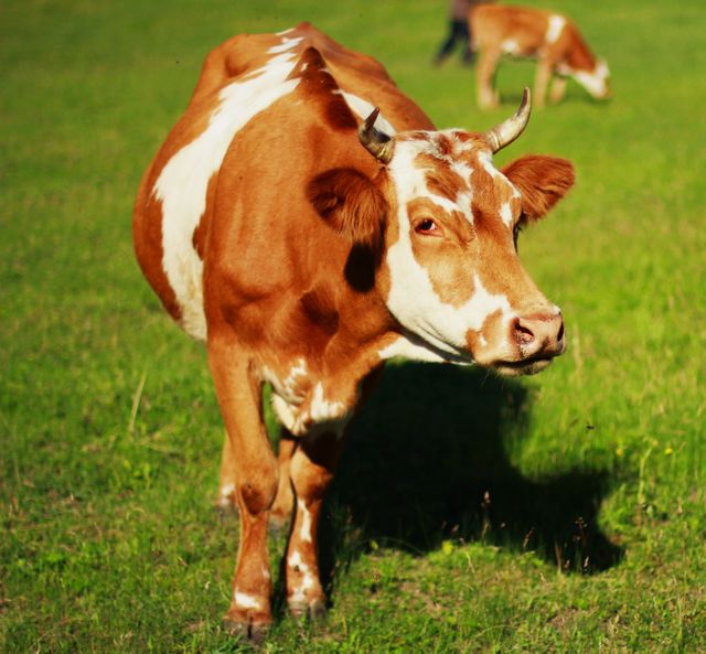 View of a cow in a farm on a sunny day. farming  and livestock concept