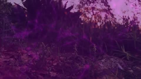 Ethereal Twilight Forest with Luminescent Filaments