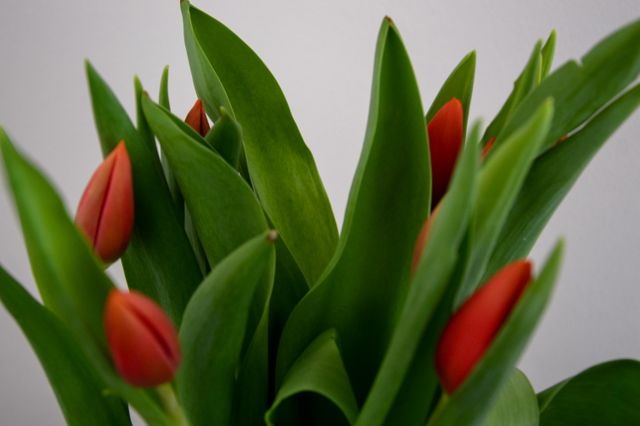 Vibrant red tulips with green leaves captured in close-up. Suitable for use in nature-themed projects, floral arrangements, botanical illustrations, springtime decorations, and gardening articles.