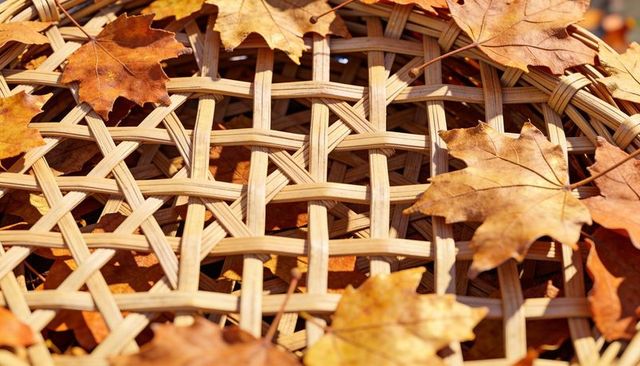 Woven wicker lattice holding dried maple leaves in warm autumn sunlight closeup