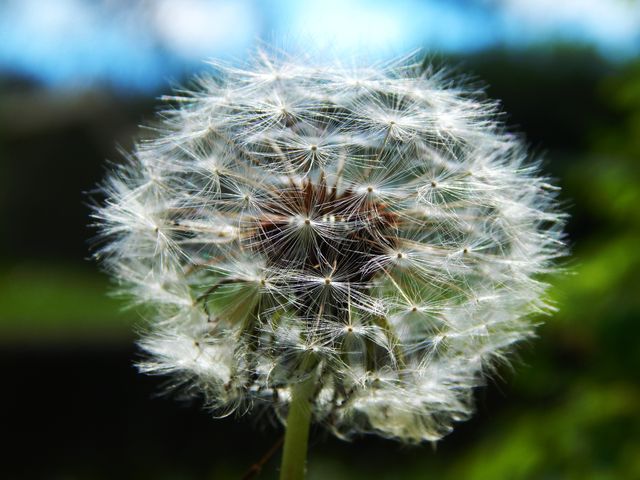 Image features a close-up view of a dandelion seed head with a blurred background, showing intricate details of the delicate, fluffy seeds. Ideal for use in botanical blogs, nature magazines, gardening websites, or as a background image for quotes and inspirational messages.