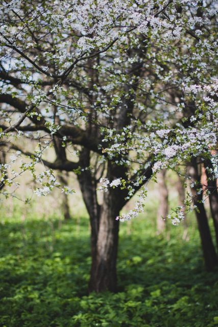 Cherry blossom tree in full bloom surrounded by a lush green meadow, perfect for use in projects related to springtime, nature, gardening, environmental campaigns, or relaxation themes. Ideal for websites, marketing materials, and wallpaper designs celebrating seasonal beauty.